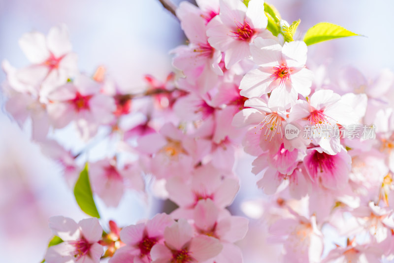 春日樱花季