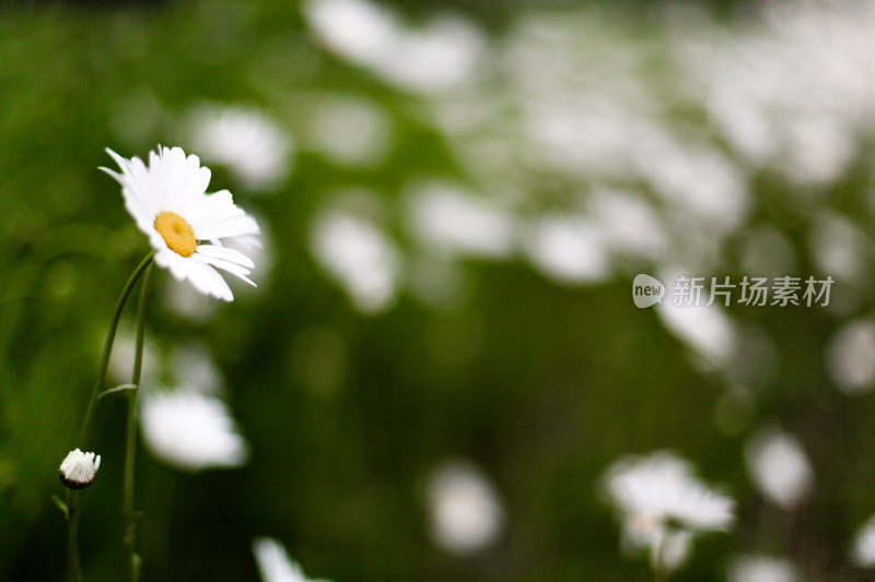 实拍菊花雏菊特写