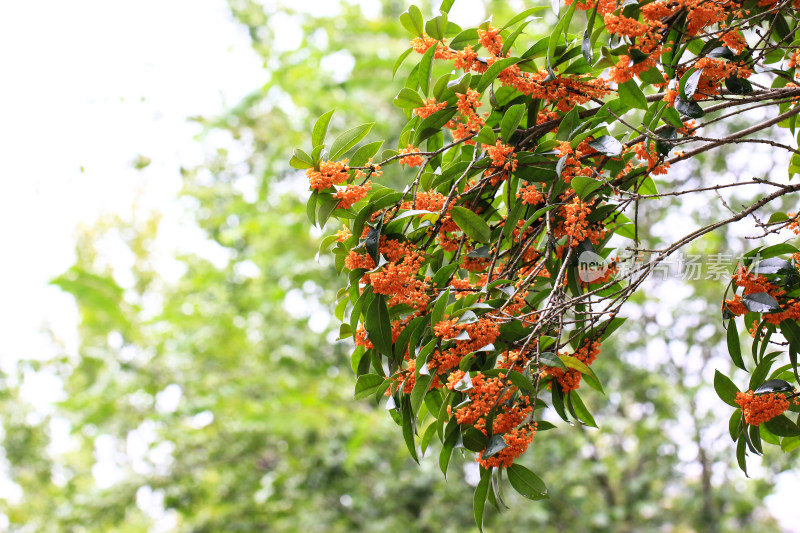 丹桂花枝背景实拍素材