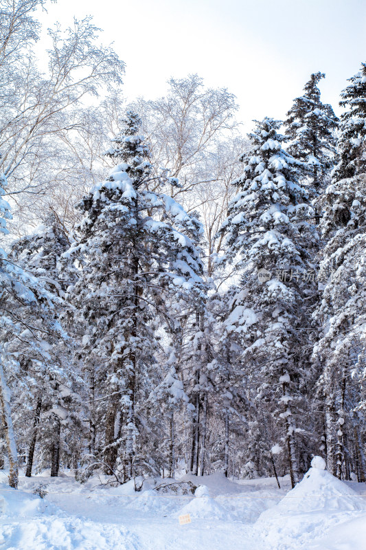 黑龙江 双峰林场 雪乡