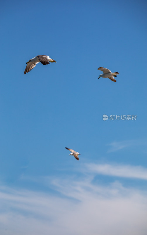 山东威海海天之间飞翔的海鸥