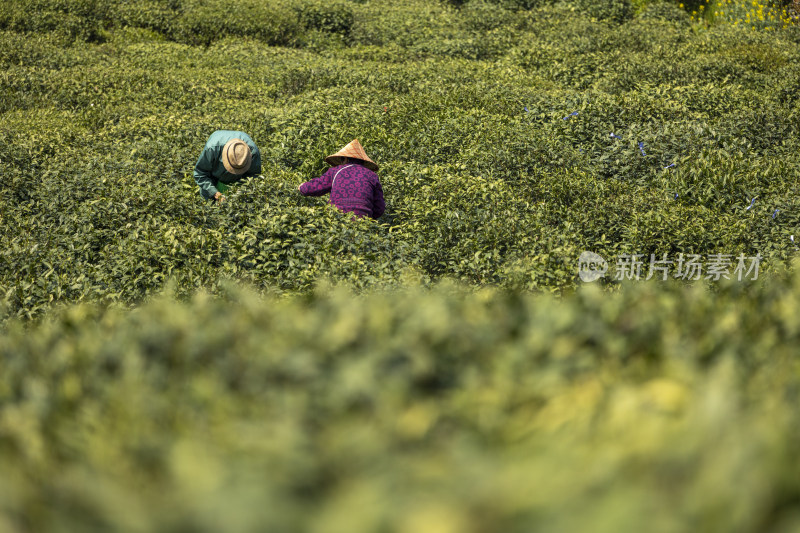 茶农采茶摘茶茶园茶树茶叶特写