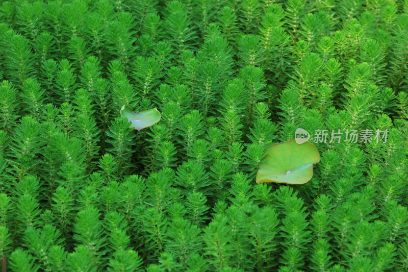 春天净水植物狐尾藻绿色背景