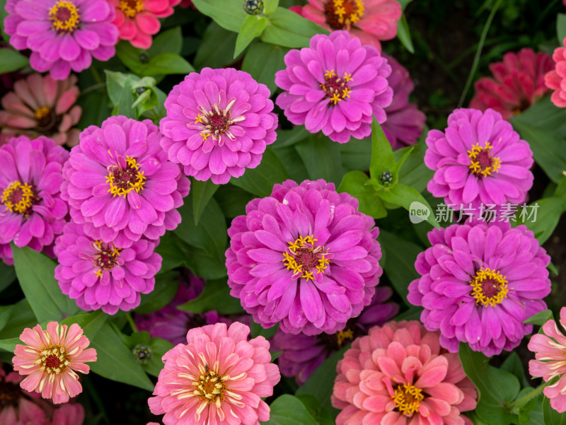 百日菊花卉特写