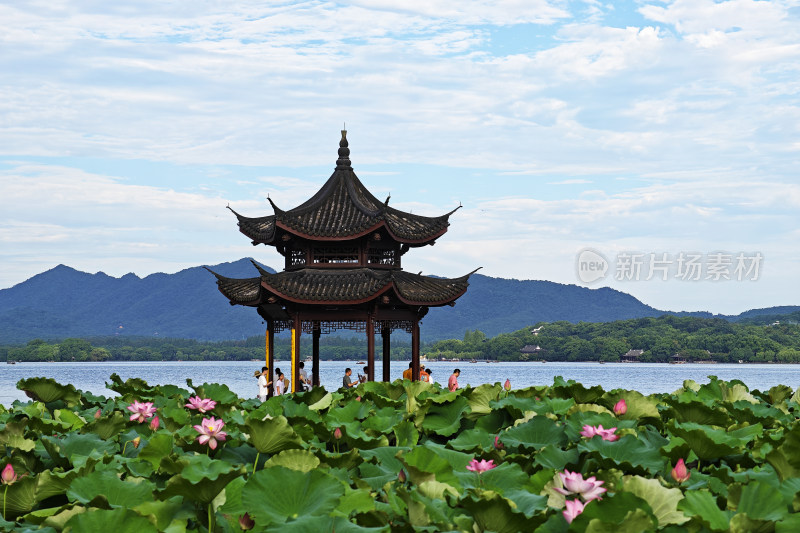 夏天杭州西湖集贤亭与荷花景观