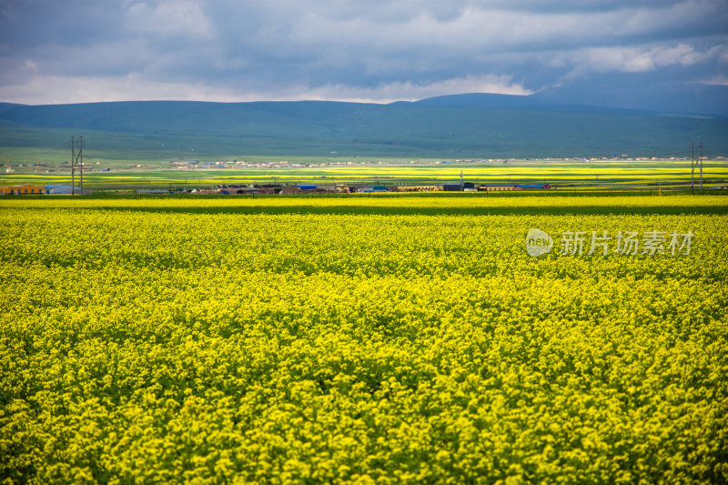 青海省青海湖油菜花开风景