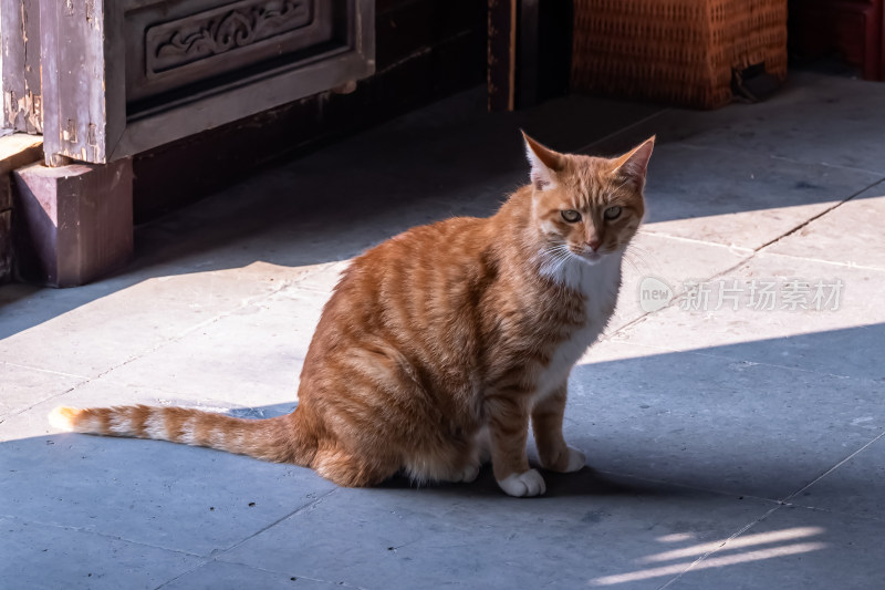 镜头中的橘猫特写