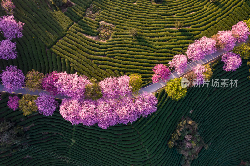 福建龙岩永福台品樱花茶园