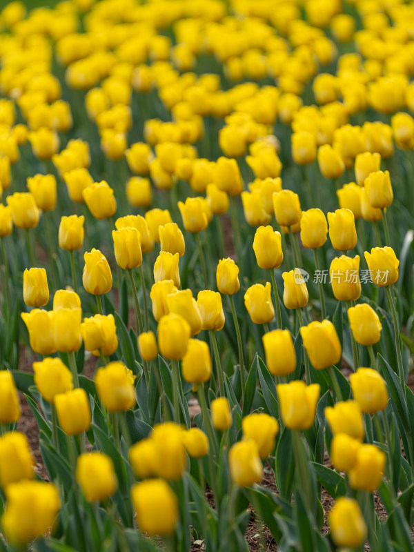 郁金香开花