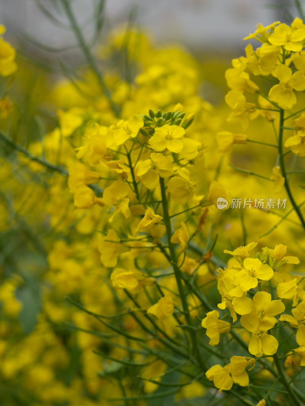 春天金黄色的油菜花