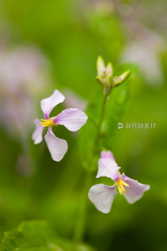 植物