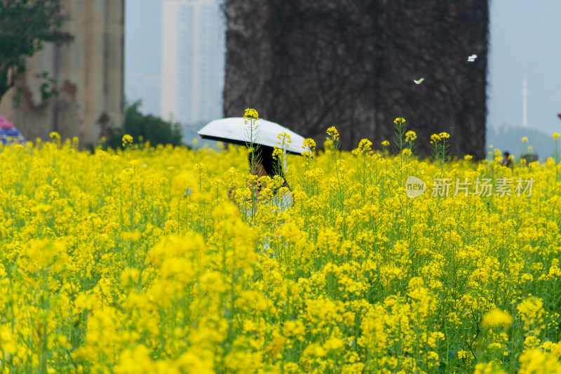 女子撑伞于油菜花田中