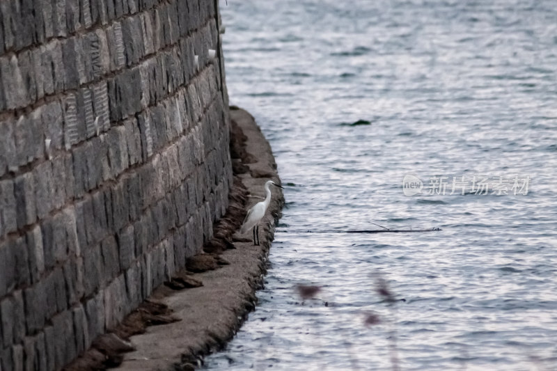 海边的鸟