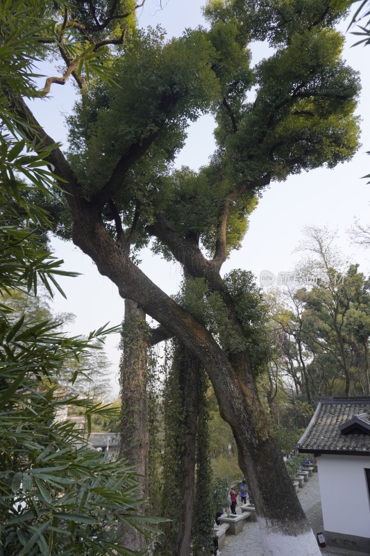 古树下的中式建筑与行人景观