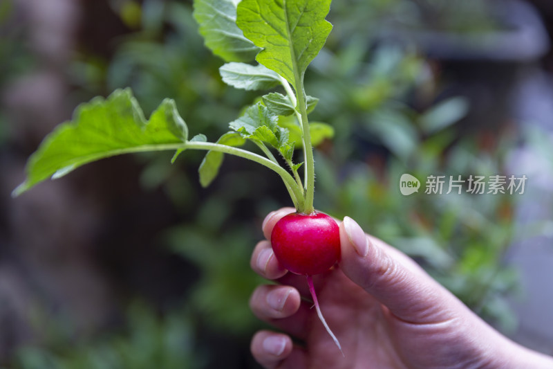 美食蔬菜樱桃小罗卜