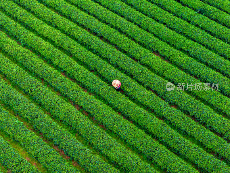 春天的长沙乌山茶场航拍