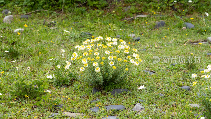 四川西部甘孜藏族自治州野生植物狼毒开花