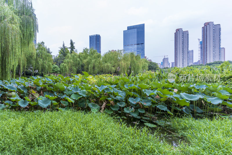 武汉江汉区后襄河公园风景