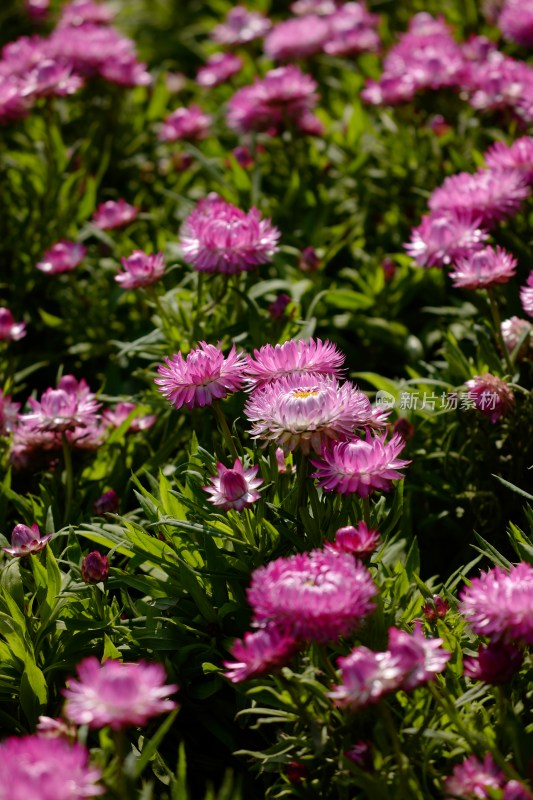 厦门园博苑郁金香花展上的蜡菊