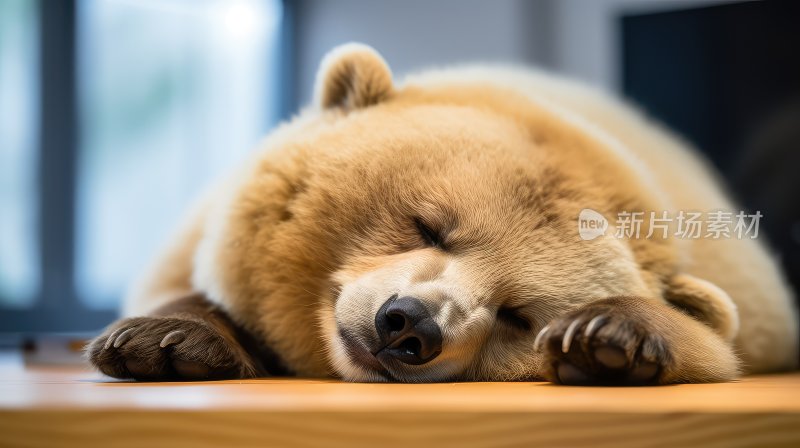 上班累了在摸鱼睡觉的熊