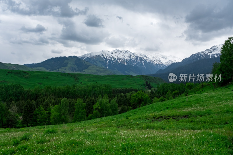 新疆伊犁恰西雪山森林草原风光