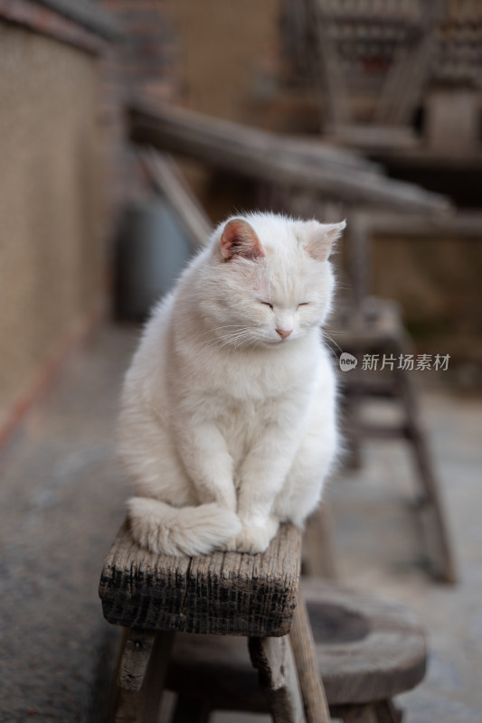 院子中休息的白猫