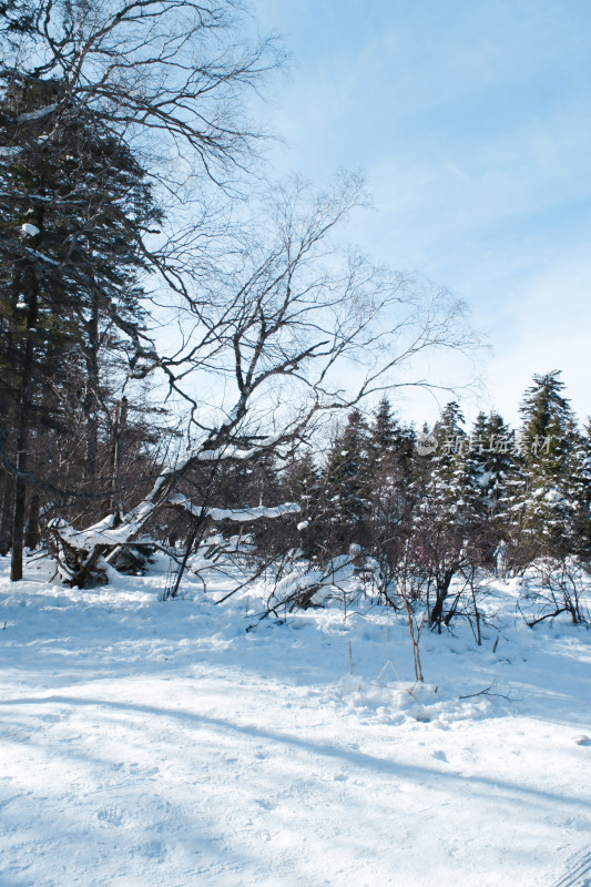 长白山雪岭冬日风光