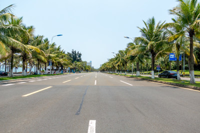 海口市滨海大道道路两旁的椰树