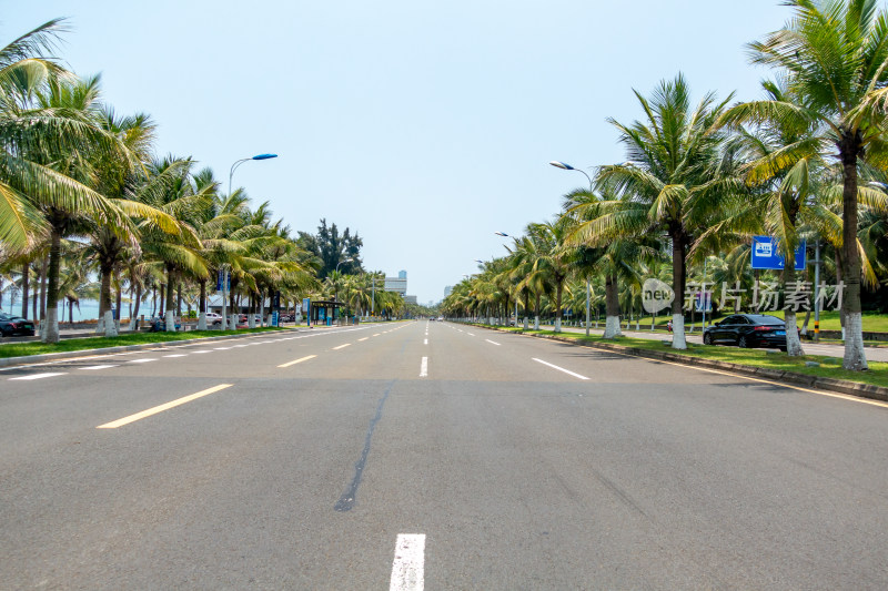 海口市滨海大道道路两旁的椰树
