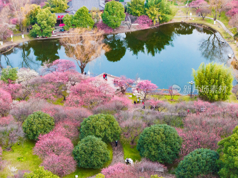 长沙橘子洲梅园梅花