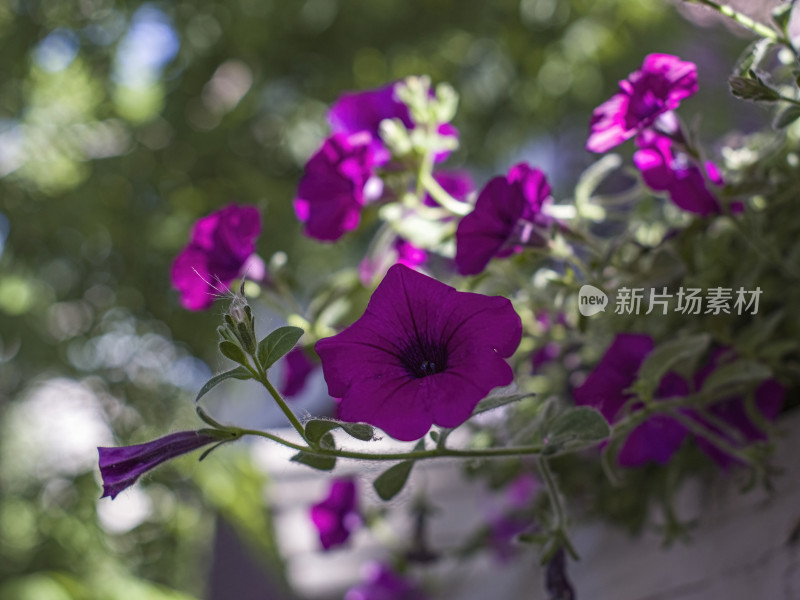 夏季花朵特写