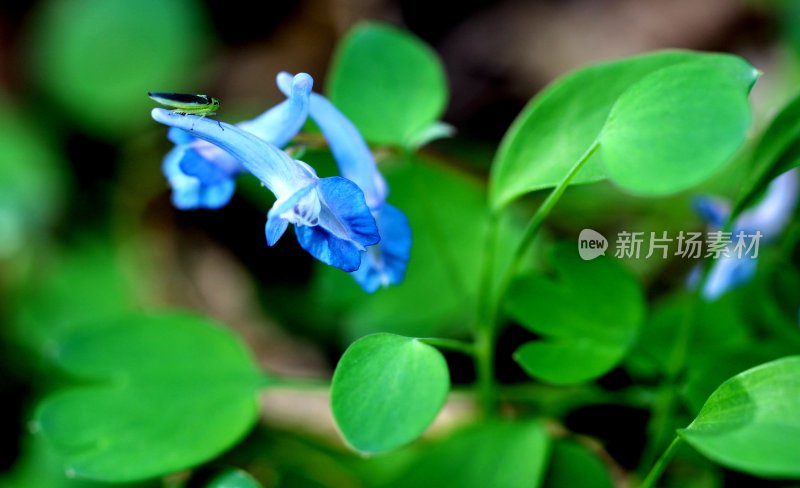 野生中药材元胡的花朵和果实