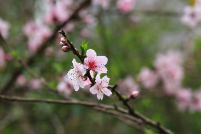 春天粉红的桃花