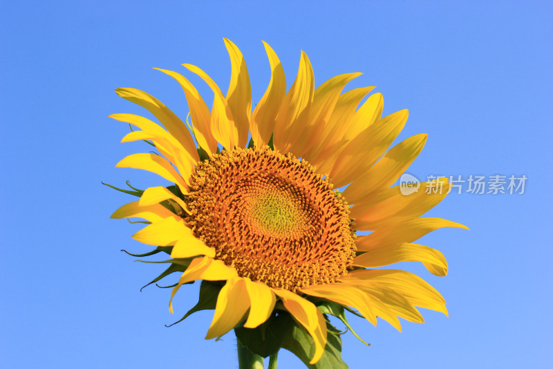 蓝天背景中的向日葵花素材背景