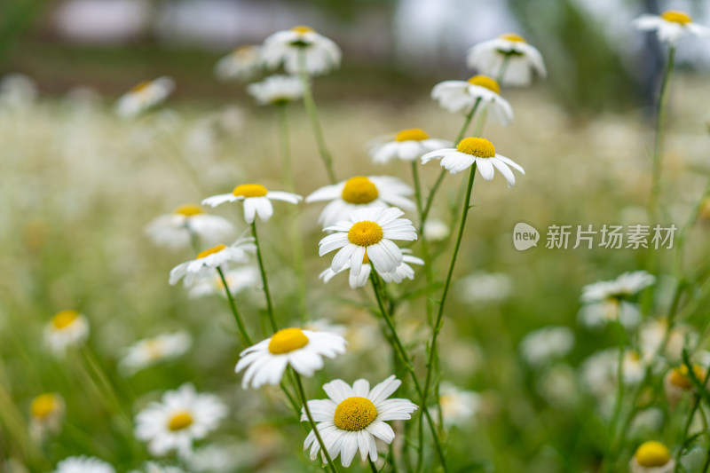 雨中小雏菊特写