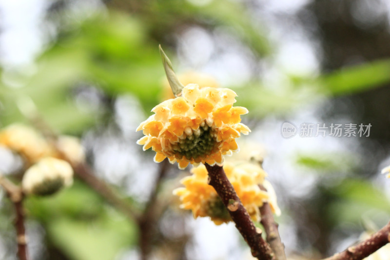 金黄色的结香花盛开