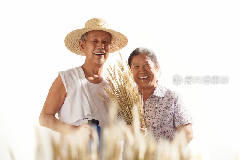 老年夫妇在麦田