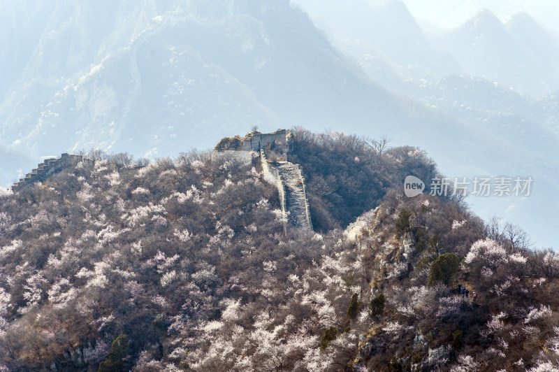 春天早晨北京明长城箭扣长城与山杏花