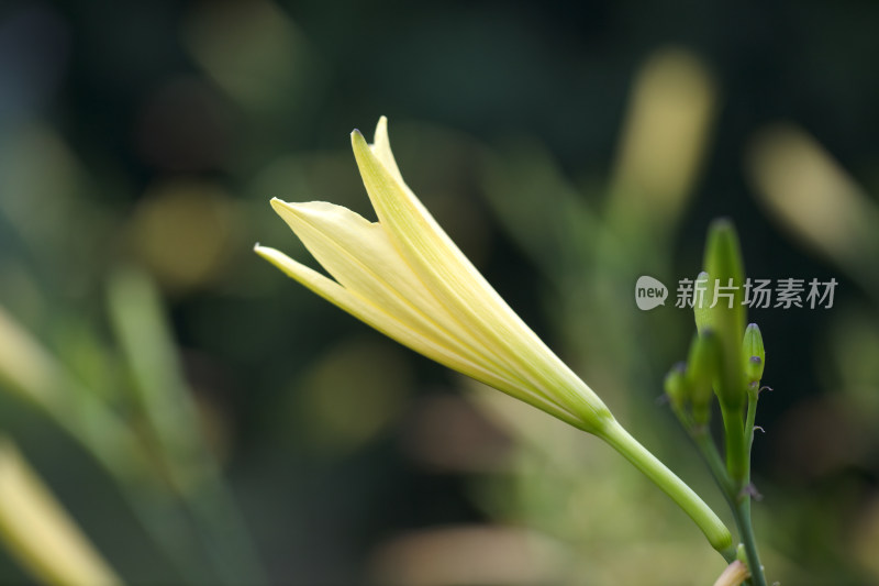 户外菜地的黄花菜