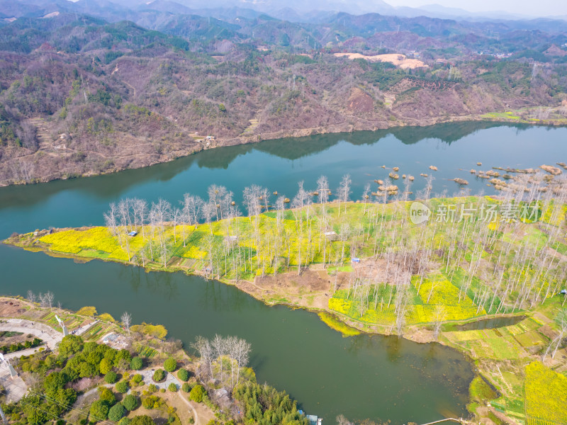 山川湖泊美丽乡村油菜花航拍图