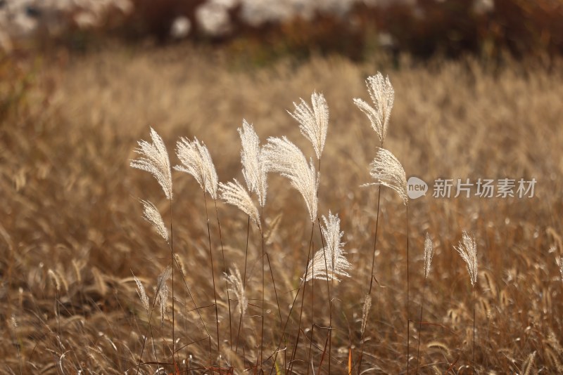 杭州良渚古城遗址公园的芦苇特写