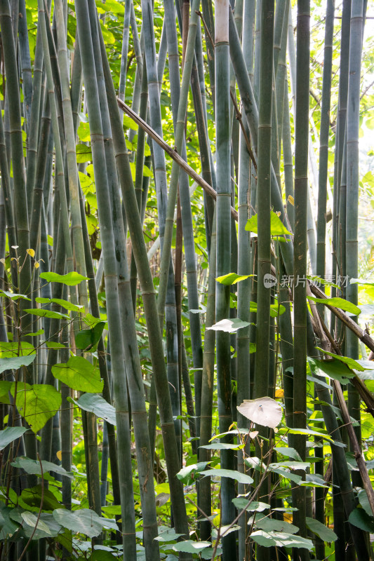 茂密竹林绿植景观