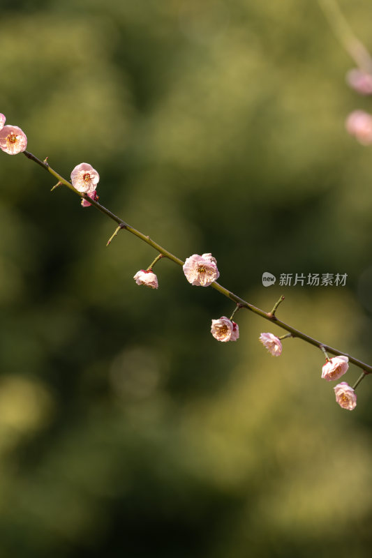 含苞待放的花苞樱花梅花枝