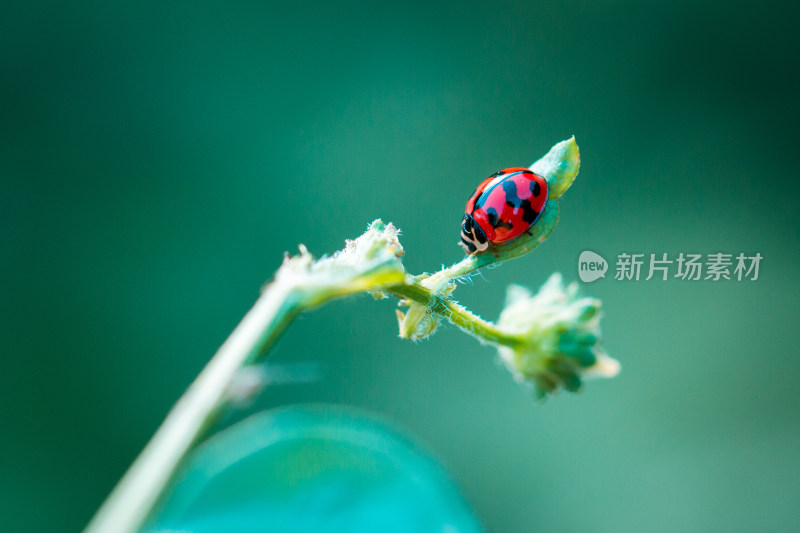 瓢虫甲壳虫益虫微距生态摄影