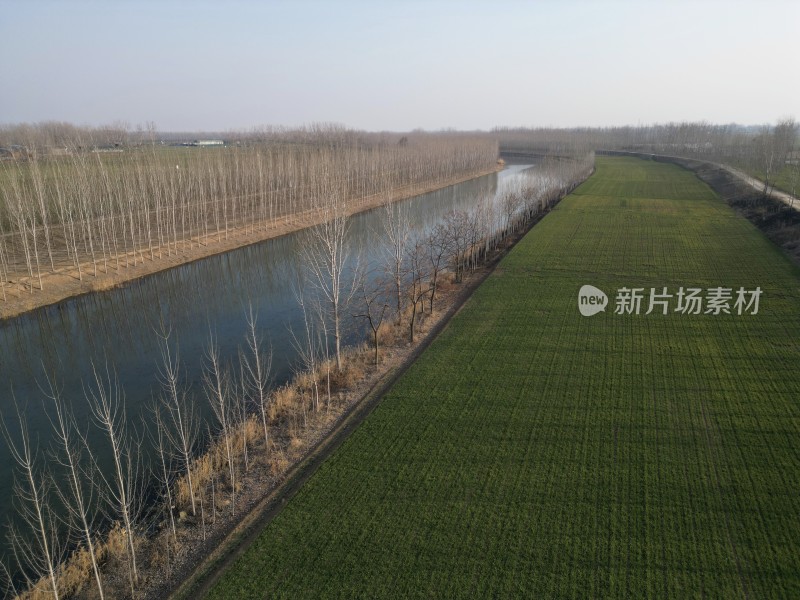 航拍田野间河流树木行列景观