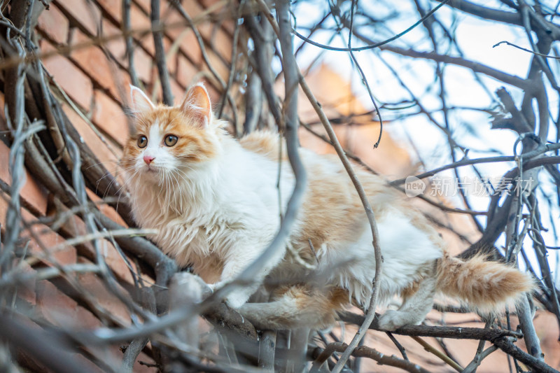 户外树枝上的长毛猫宠物猫
