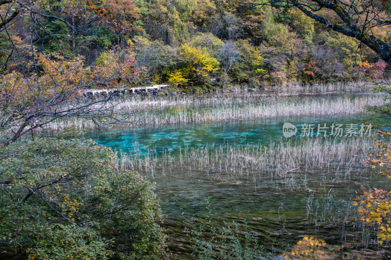 九寨沟秋色，芦苇海