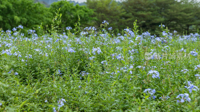 公园里的蓝雪花