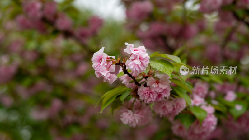 春季樱花素材