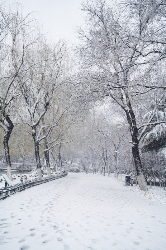 暴雪天银装素裹的树